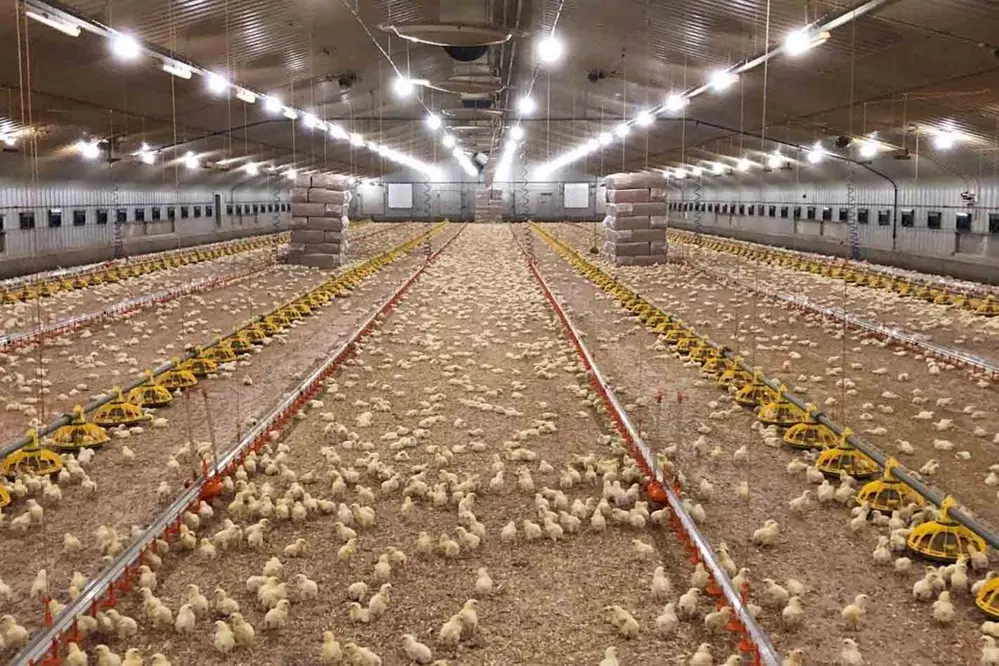 Benefits of Poultry LED Lighting