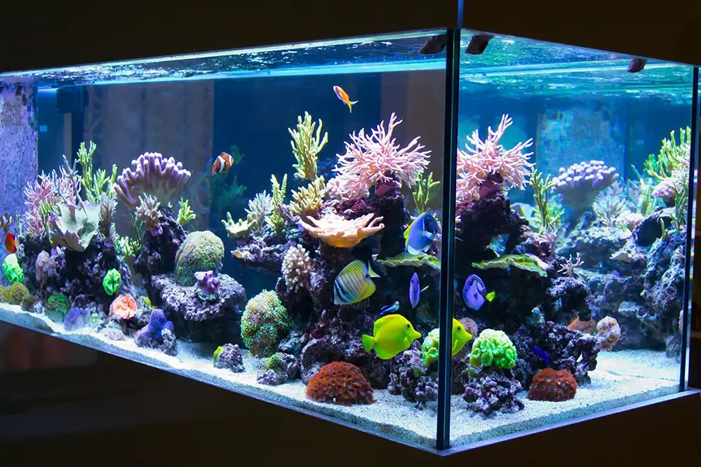 Can You Put LED Strip Lights in a Fish Tank