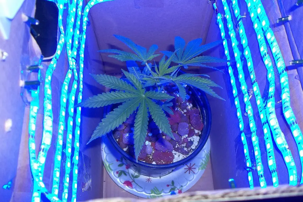 Do LED Strip Lights Work for Growing Weed