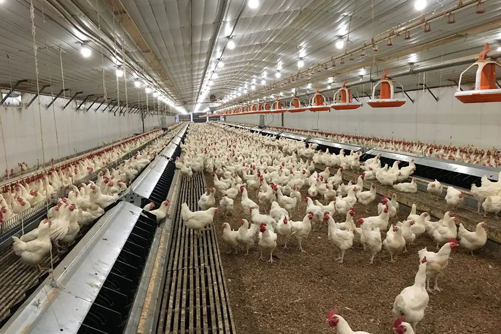 Future Trends in Poultry Lighting Technology