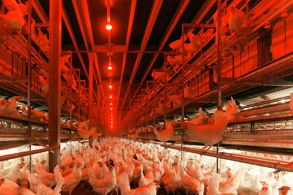 Impact on Poultry Health and Welfare