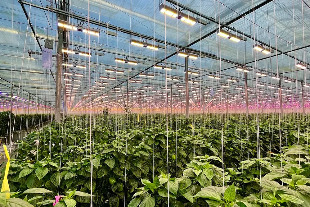 Installing LED Systems in Greenhouses