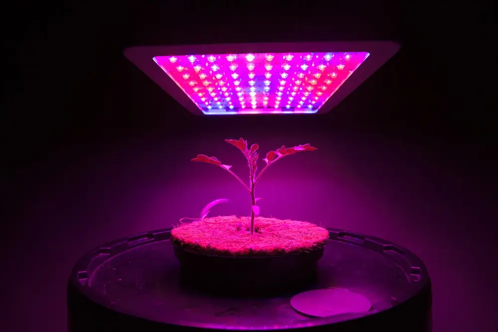 LED Grow Lights