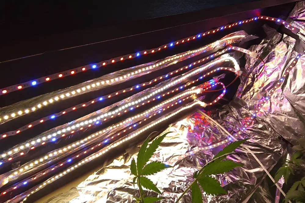 LED Strip Lights for Weed