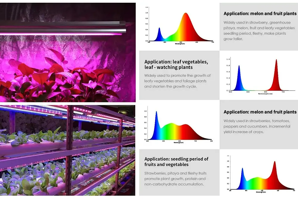 Light Spectrum and Plant Needs