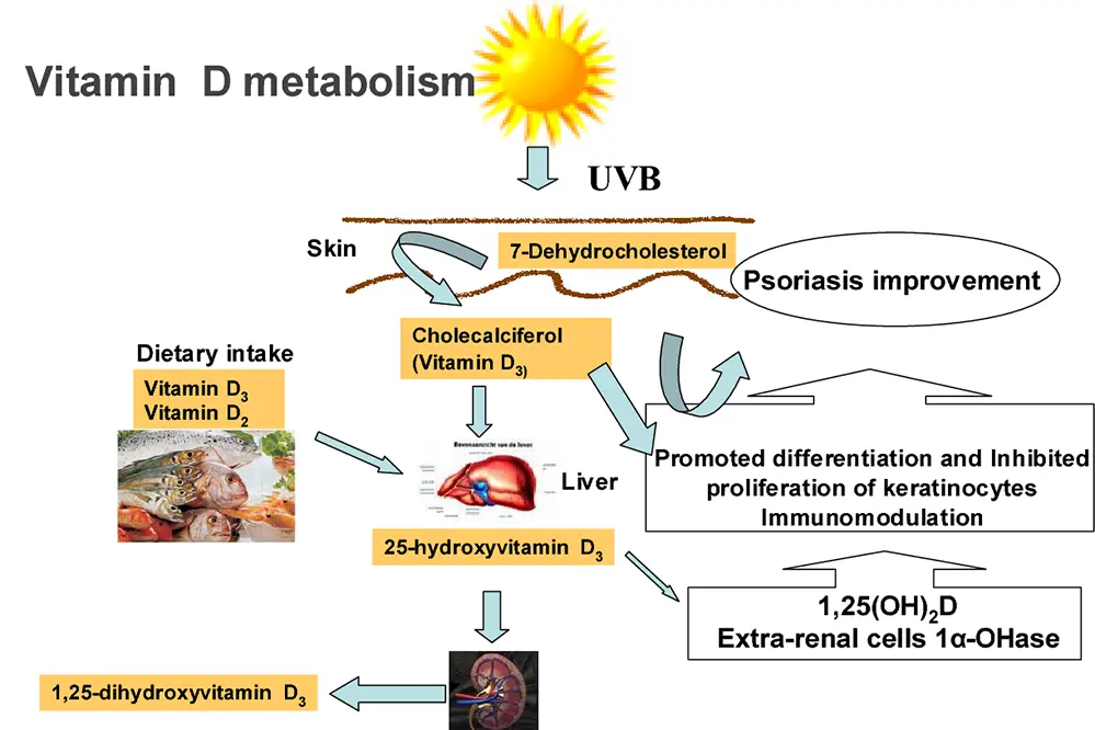 UVB's Role in Vitamin D Production