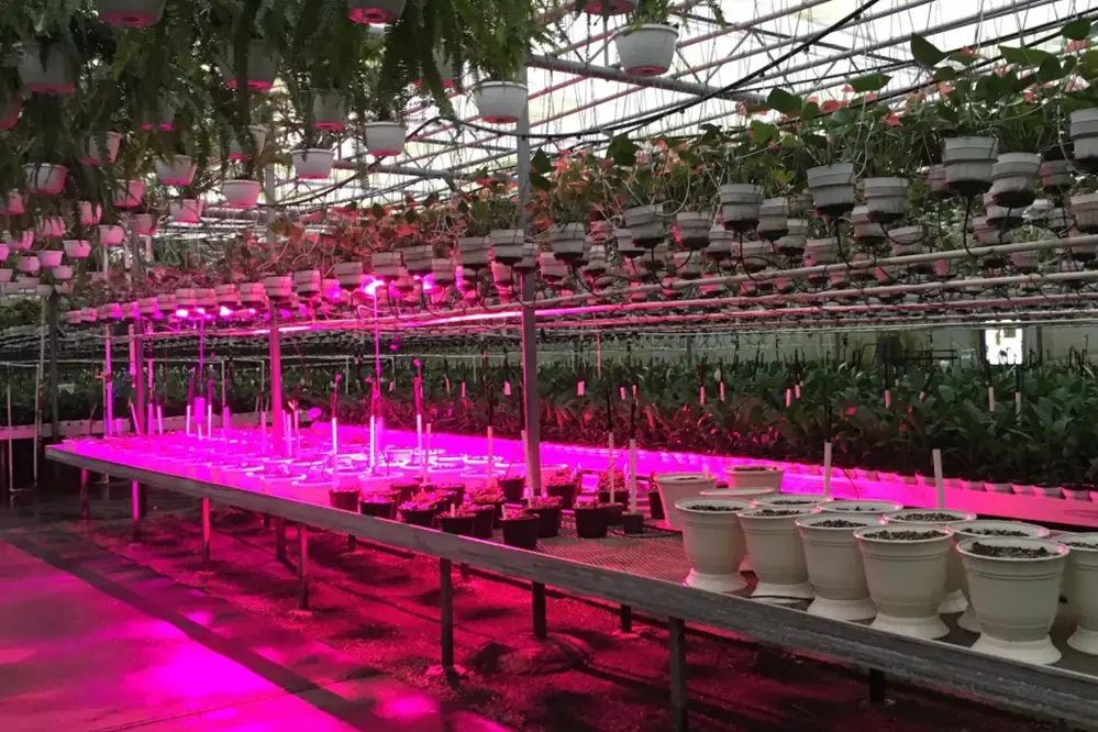 Ultimate Guide to LED Grow Lights