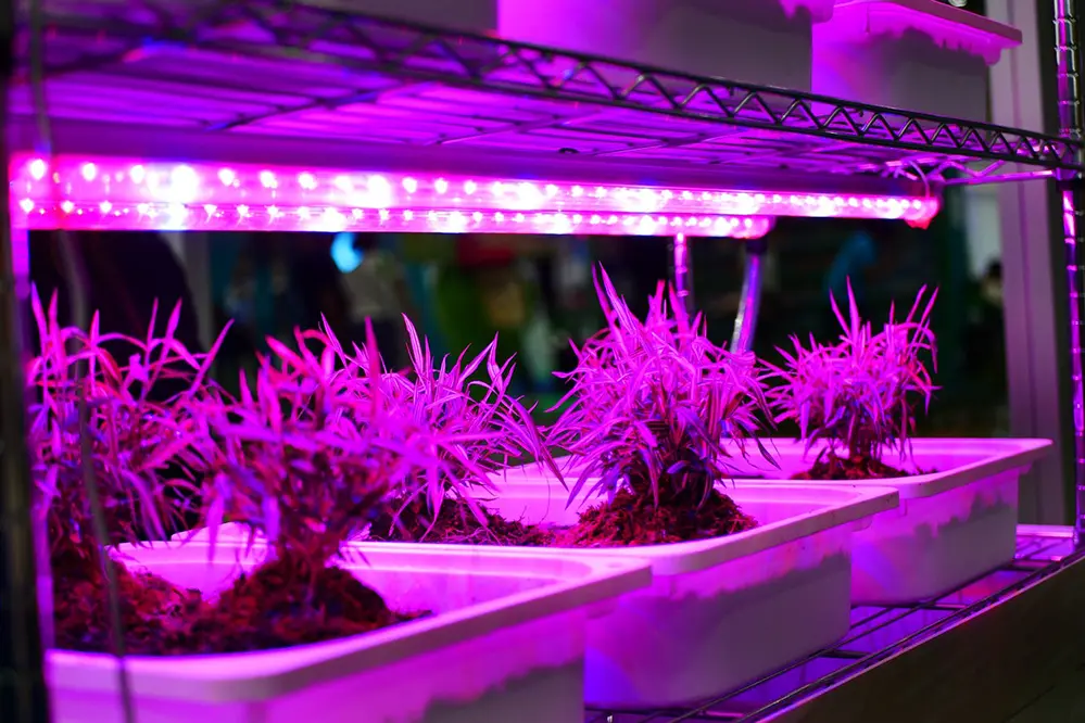 Understanding LED Grow Lights