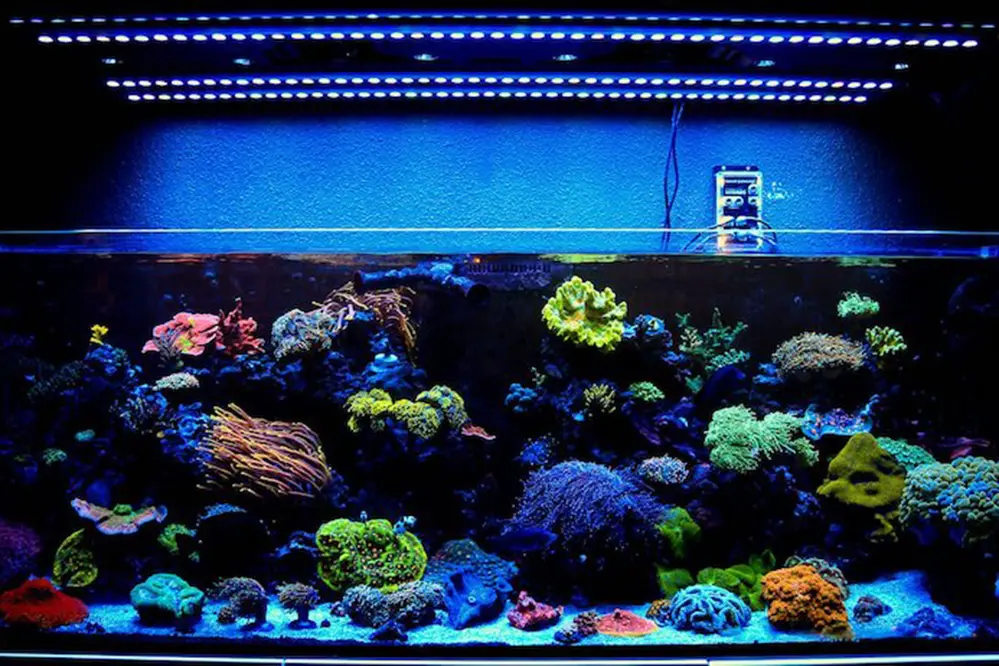 Using LED Strip Lights in Fish Tanks