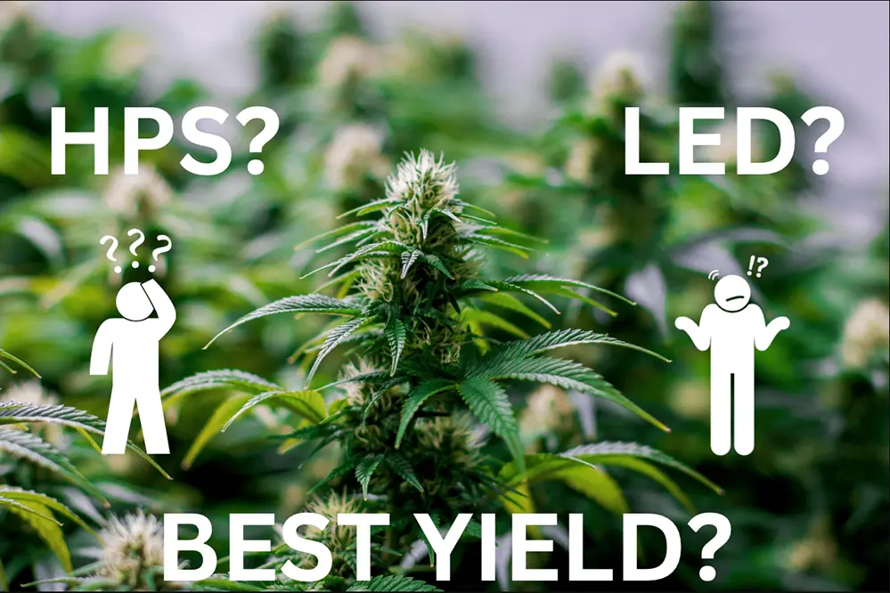 Yield and Quality for LED vs HPS Grow Lights