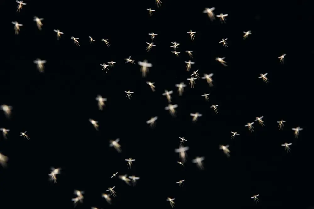 mosquitos at night